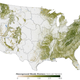 Illustration for article titled Incredibly detailed map reveals forest biomass in the United States